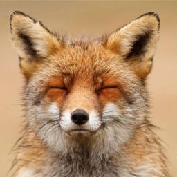 user profile image