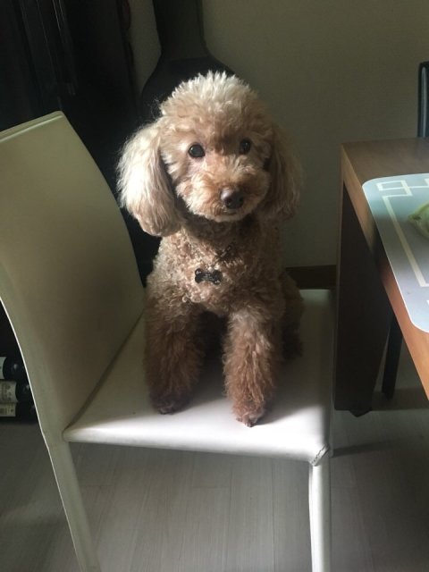 코히야