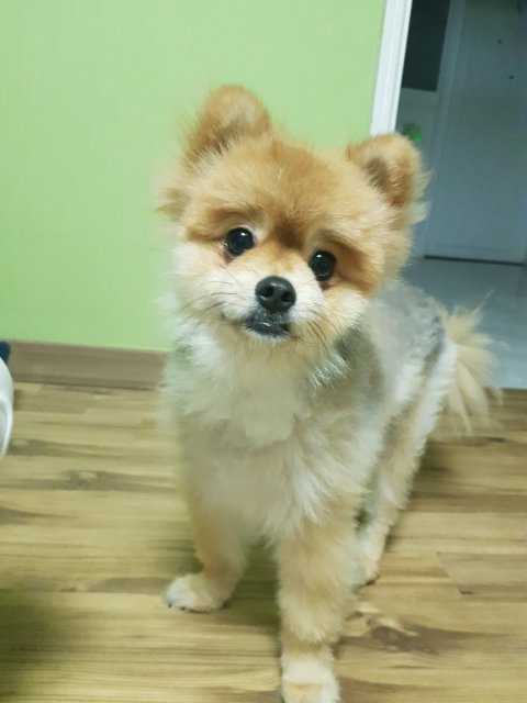 계란도시락