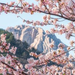 【ソウル発】雪岳山＆納仙寺 1日ツアー