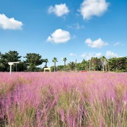 Hueree Pink Muhly Festival Thumbnail