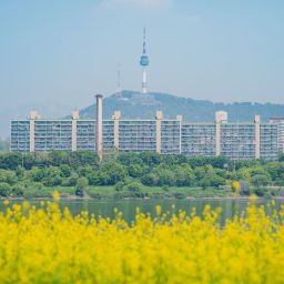 ソレ島の菜の花祭り