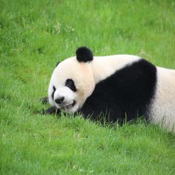 대련 삼림 동물원