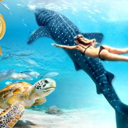오슬롭 모알보알 세부 트리쉐이드 공항픽업 2.5만원 할인