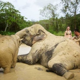 [푸켓] 엘리펀트 정글 생츄어리