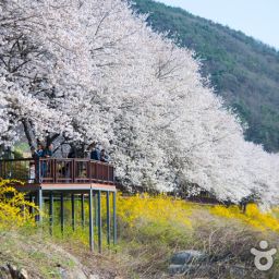 섬진강 벚꽃길