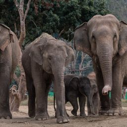 치앙마이 엘리펀트 생츄어리 (New elephant home Walking With Giants Half Day)