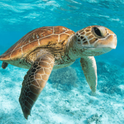 칸쿤 출발: 아쿠말의 툴룸, 세노테, 거북이 수영 투어