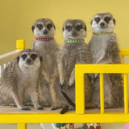 ミーアキャット 7fcfd1ea-01ba-4c67-9e40-