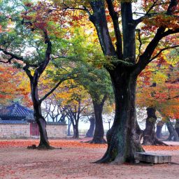 경주 계림