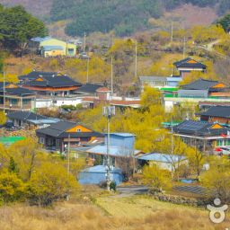 구례 산수유 마을