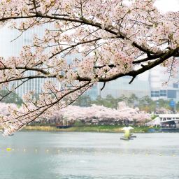 ☆韓国の人気☆【THREETIMES】☆Flower spangle beani.e☆ Live: Cherry blossoms in full bloom in east China's Jiming