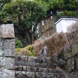 오노미치 고양이 골목