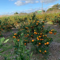 Bugane Farm Thumbnail