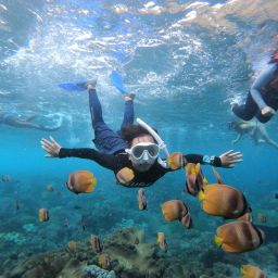 *리뷰 이벤트* 만타 볼 확률 90%! 누사페니다 만타 포인트 스노클링 조인 투어 [빤쌤/한국어]