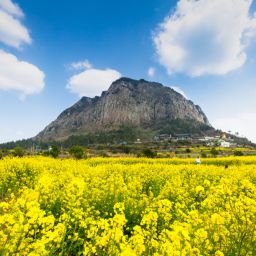 Monthly Weather Forecast for Jeju Island