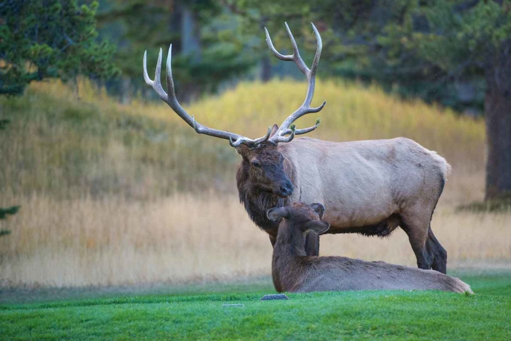Banff: Evening Scenic Sunset Tour with Wildlife Spotting