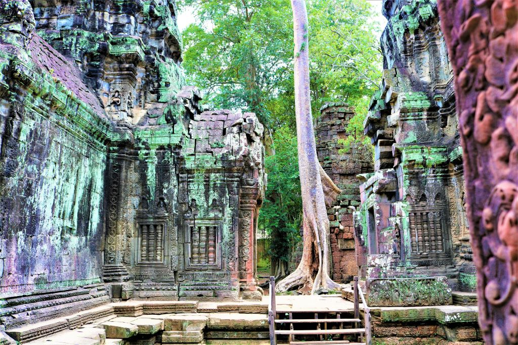 울창한 녹음을 배경으로 이끼와 나무 뿌리로 뒤덮인 고대 석조 사원 유적지. 나무 계단은 구조물로 이어집니다.