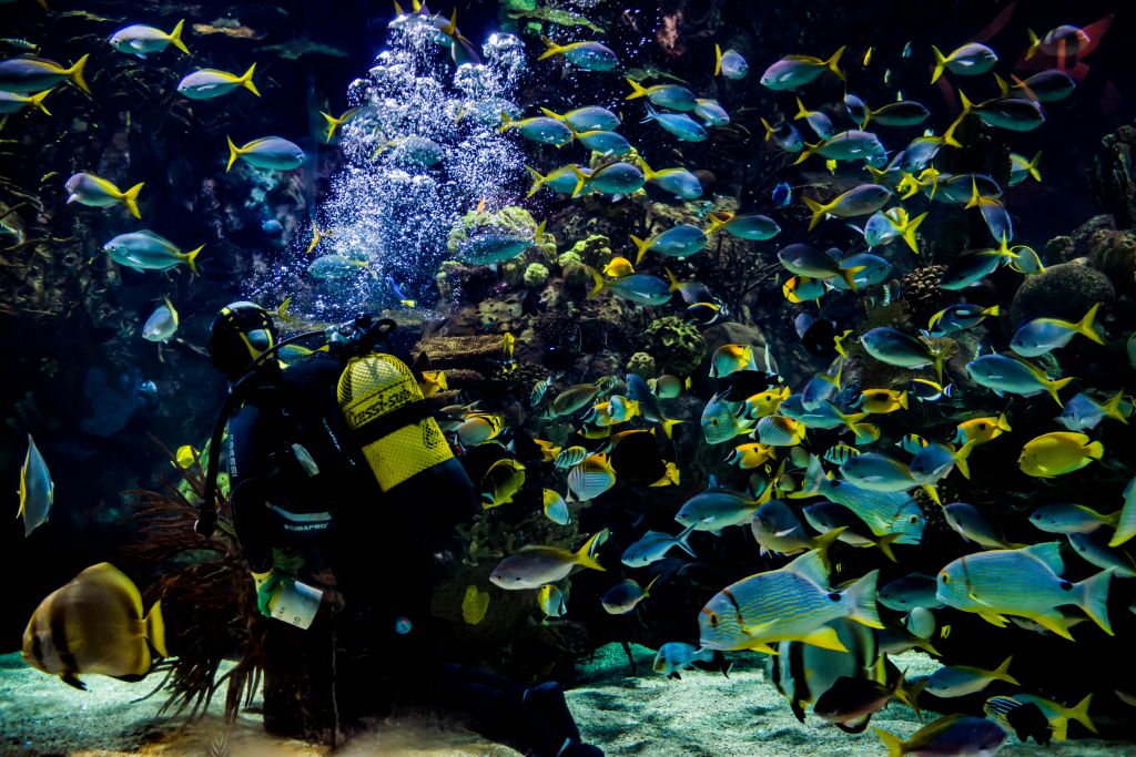 노란색 산소 탱크가 있는 스쿠버 다이버는 수중 장면에서 다채로운 물고기의 큰 학교에 둘러싸여 있습니다.