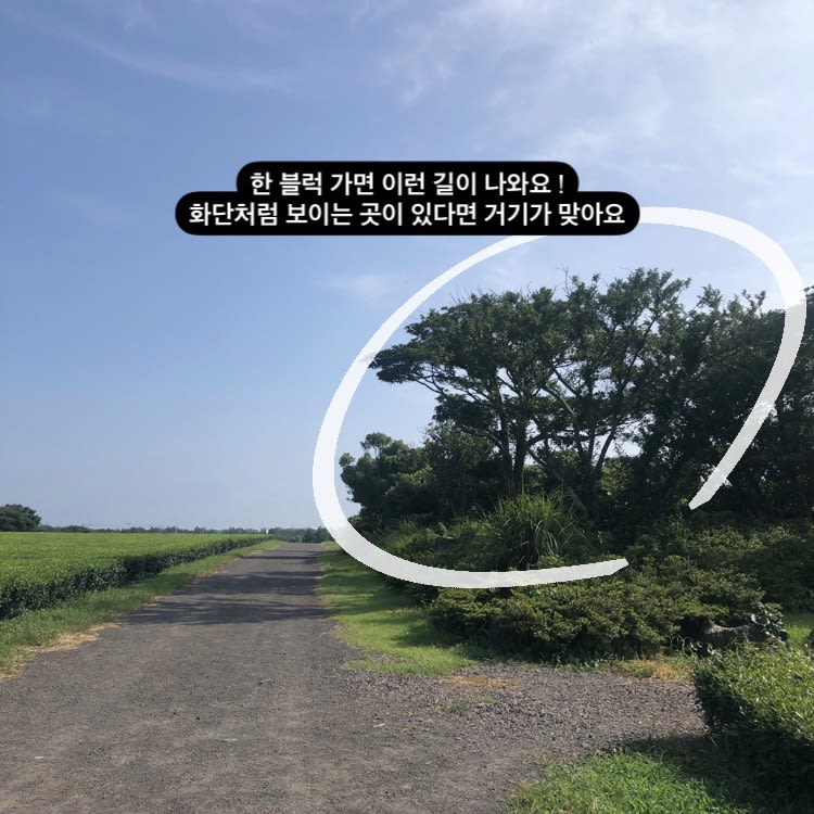 성읍 녹차 마을