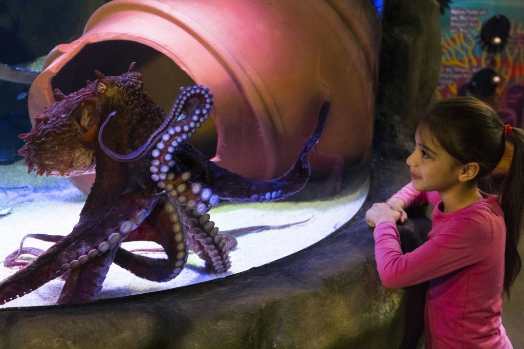 분홍색 셔츠를 입은 어린 소녀가 수족관 수조 안에서 문어를 바라보고 있습니다.