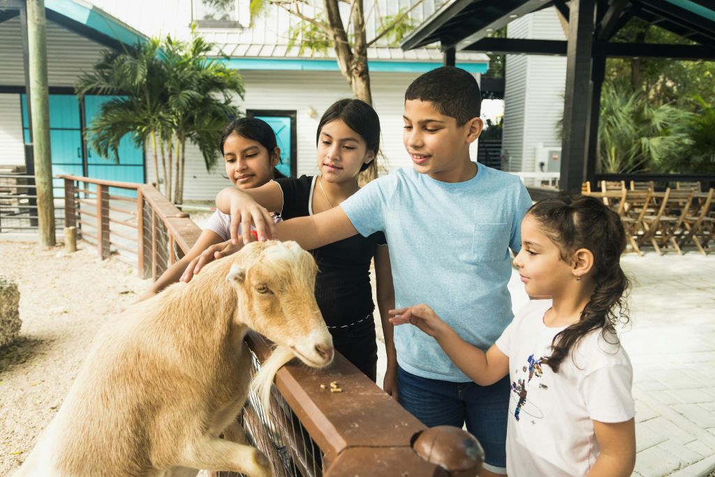 나무와 건물을 배경으로 한 야외 공간에서 네 명의 어린이가 나무 울타리 위로 염소를 쓰다듬고 있습니다.