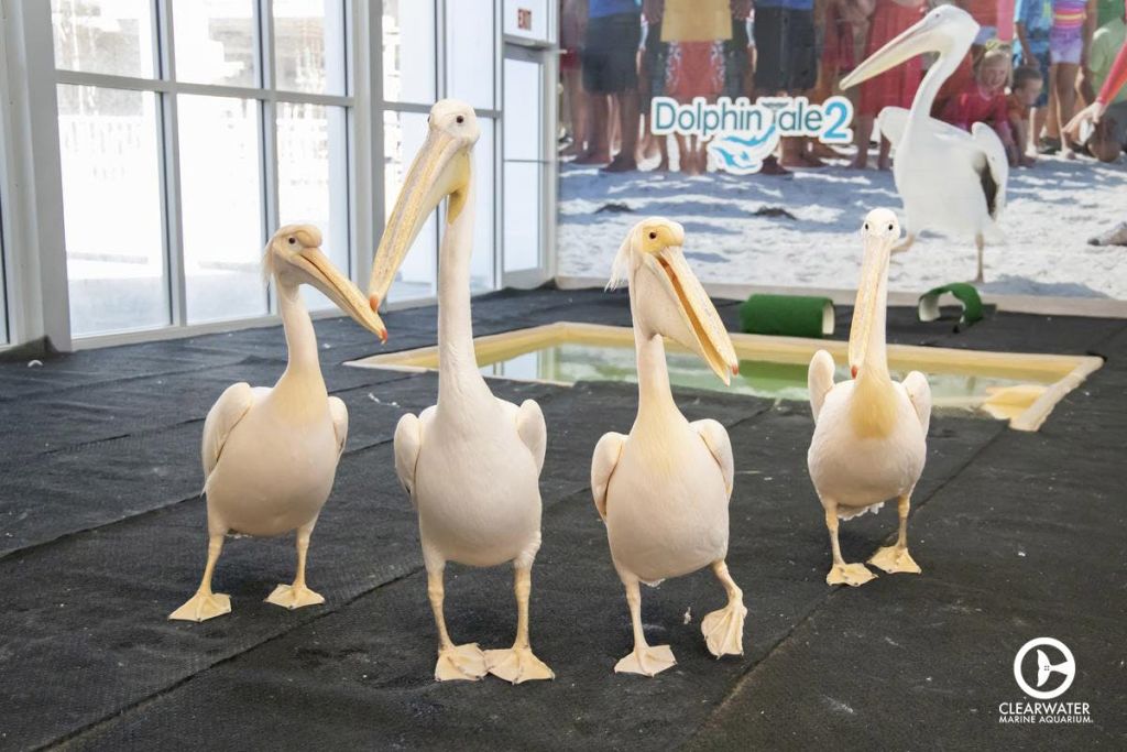 커다란 창문이 있는 건물 안에는 검은색 매트 위에 펠리컨 4명이 서 있고, 배경에는 '돌고래 이야기 2' 포스터가 붙어 있습니다.