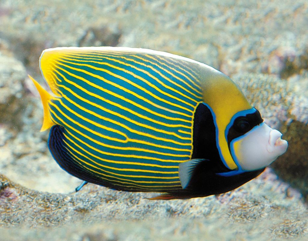 파란색과 노란색 줄무늬가 있는 밝은 색의 엔젤피시와 끝이 노란색인 지느러미가 모래 해저를 헤엄치고 있습니다.