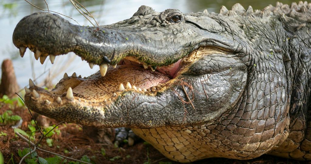 악어의 머리를 클로즈업하여 입을 벌리고 날카로운 이빨을 드러냅니다. 배경은 물과 초목을 보여줍니다.