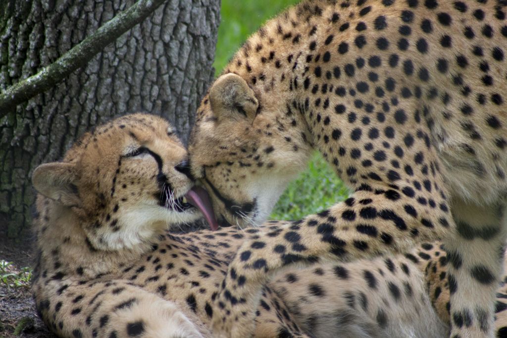 독특한 검은 반점이 있는 두 개의 치타, 하나는 누워 있고 다른 하나는 나무 줄기 근처에서 치타를 손질합니다.