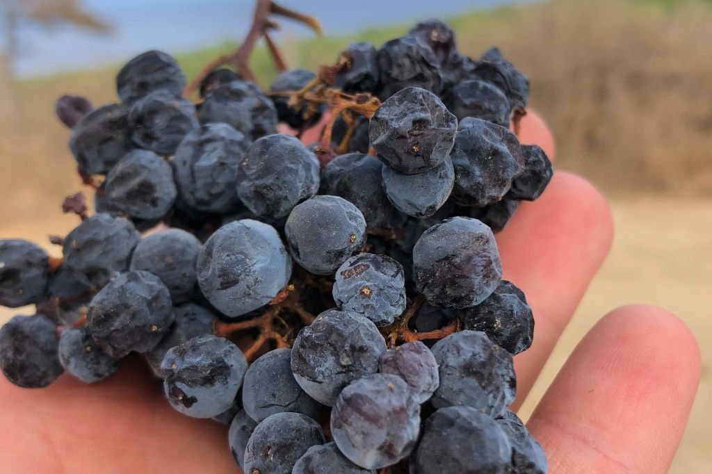 Uva Aleatico dopo l 'appassimento settimanale, con gli acini disidrati e di colore blu per fare il vino passito Aleatico