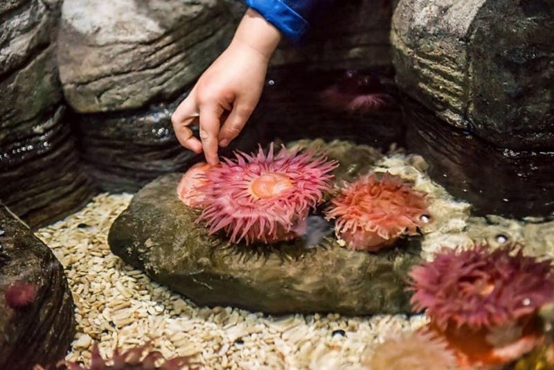 수족관 환경에서 자갈과 더 많은 아네모네로 둘러싸인 바위 위의 분홍색 바다 아네모네에 손이 닿습니다.