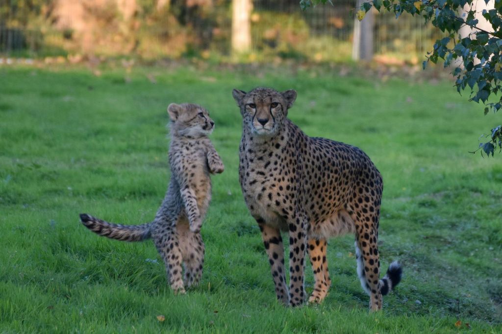루미니사파리보호구역