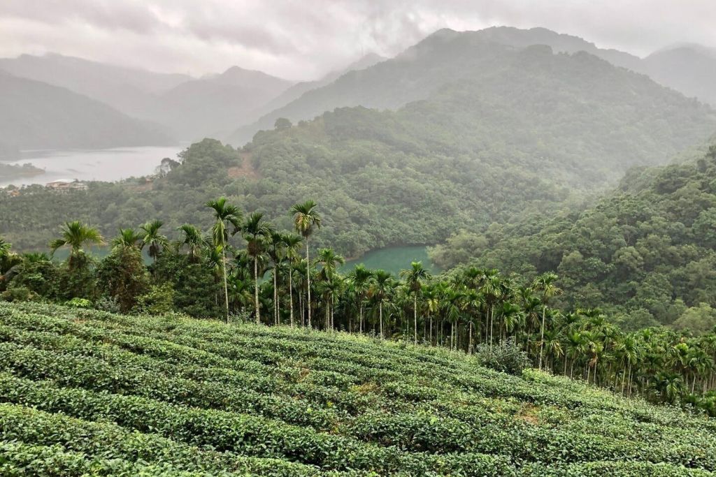 바구아티플랜테이션