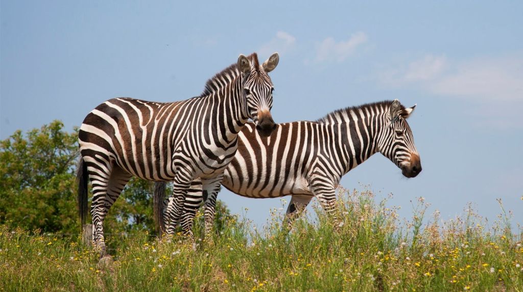 맑고 푸른 하늘 아래 잔디밭에 서 있는 얼룩말 두 마리.