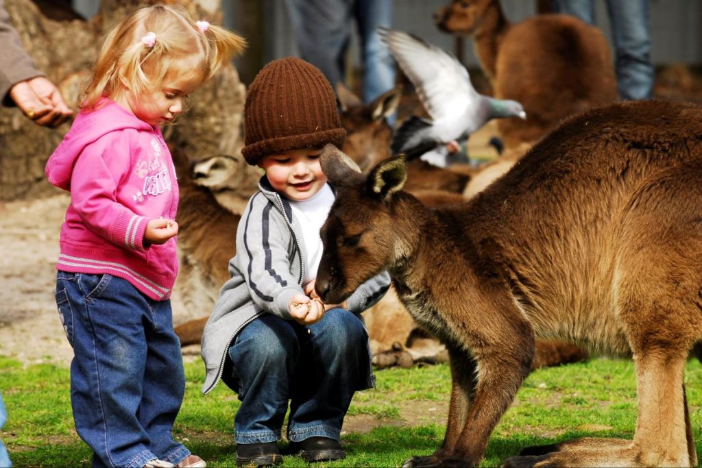Feed free range kangaroos at Ballarat Wildlife Park (option)