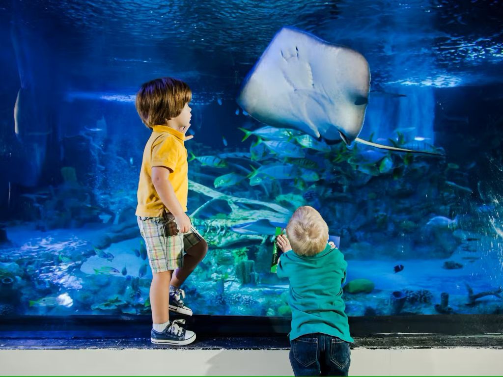 샌안토니오 씨라이프(SEA LIFE San Antonio) 입장권