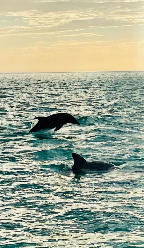 잔잔한 일몰 장면에서 바다에 있는 돌고래 두 마리가 한 마리는 물에서 뛰어내리고 다른 한 마리는 부분적으로 물에 잠깁니다.