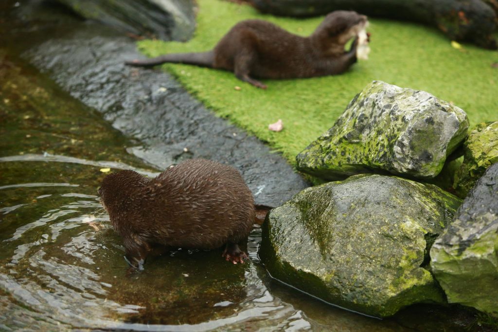 두 마리의 수달이 바위 근처에 있고, 하나는 물에 있으며, 다른 하나는 인클로저에서 풀을 먹고 있습니다.