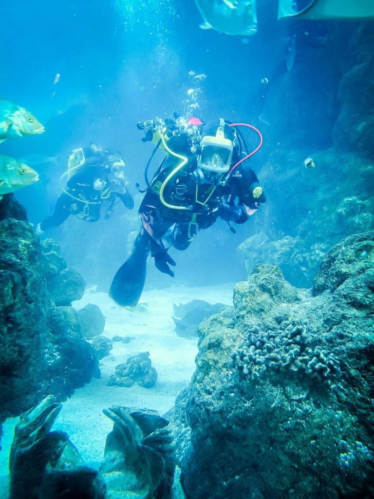 암석, 물고기, 산호 지층이 있는 수중 환경을 탐험하는 두 명의 스쿠버 다이버.