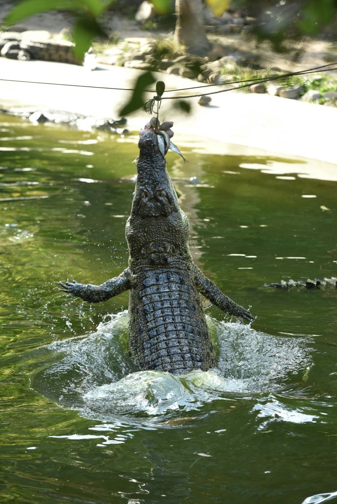 악어가 물에서 뛰어내려 수면 위의 줄에 매달린 물고기를 잡습니다.