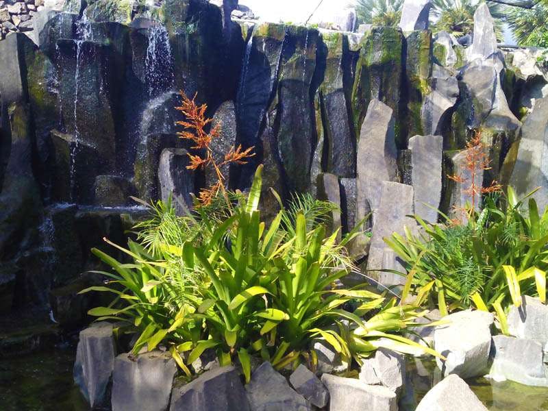 수직 암석 지층 앞에 작은 붉은 꽃을 가진 녹색 열대 식물이 모여 있습니다.