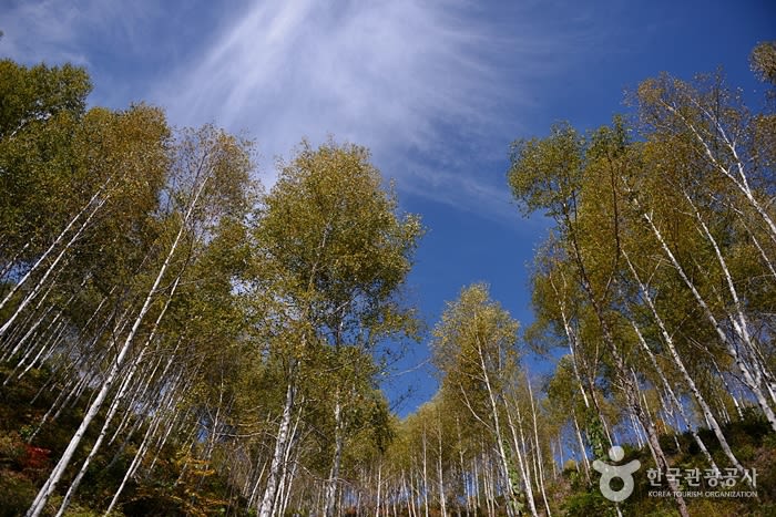 원대리 자작나무 숲