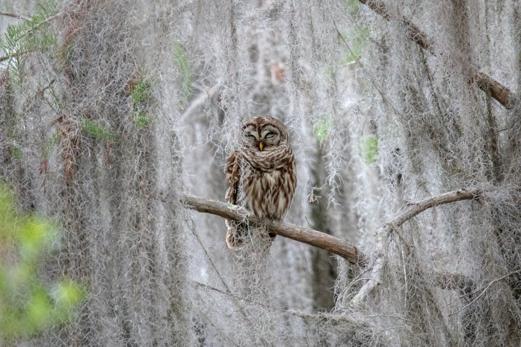 갈색 올빼미가 숲에 매달린 이끼로 둘러싸인 나뭇가지에 자리잡고 있습니다.