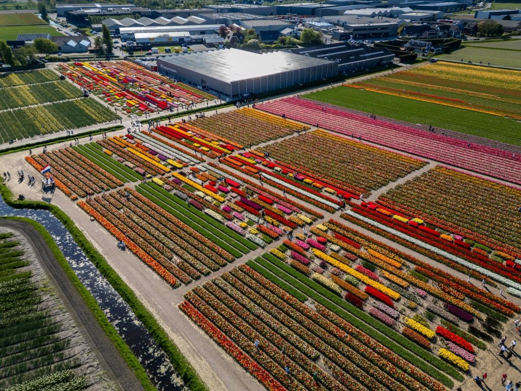 온실과 건물을 배경으로 나란히 배치된 화려한 튤립 밭의 공중 전경.