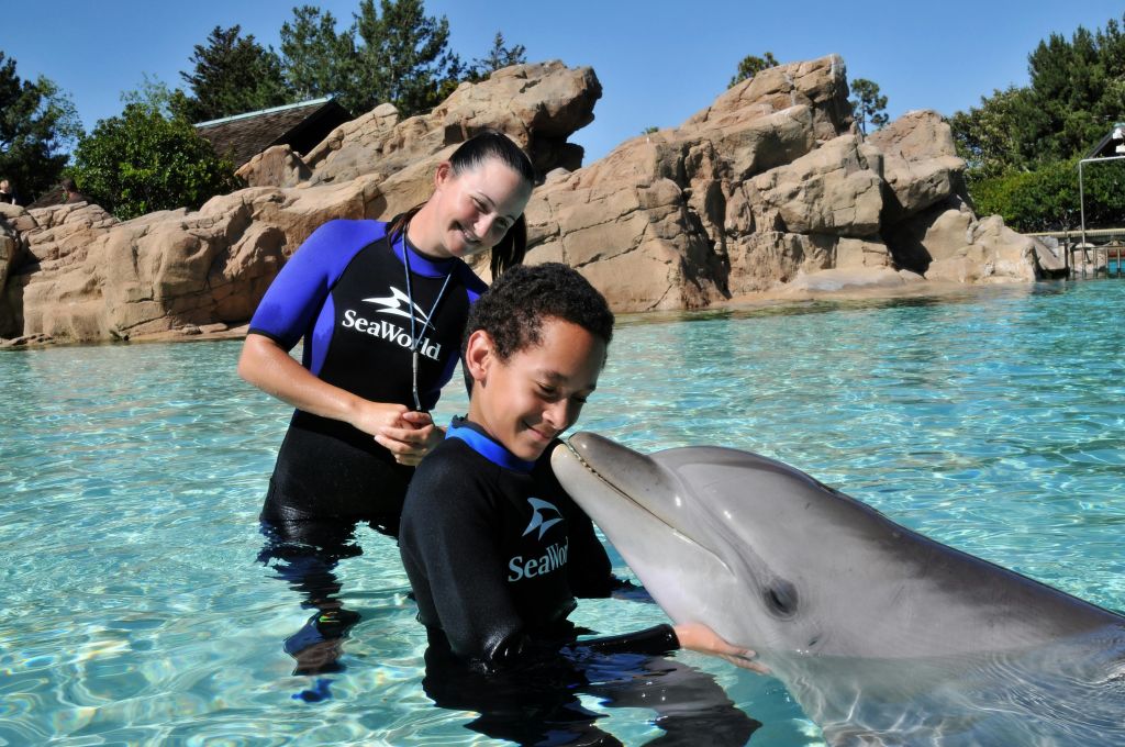 한 소년이 "SeaWorld" 잠수복을 입은 여성이 안내하는 수영장에서 돌고래와 상호 작용합니다. 바위 지형과 나무가 배경입니다.