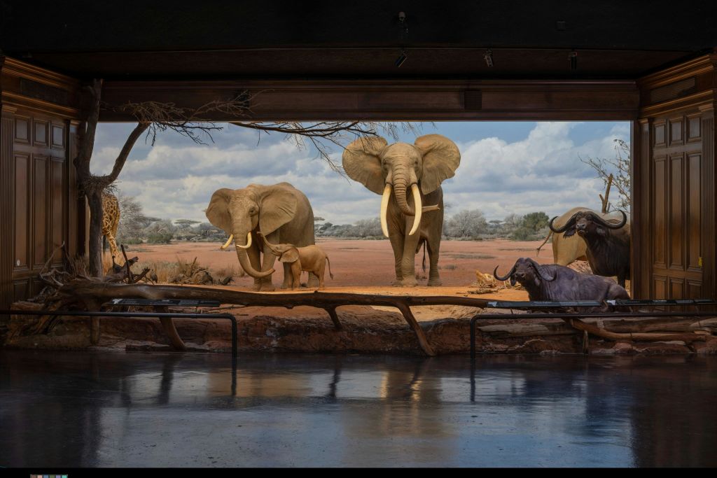 박물관 디오라마에는 커다란 코끼리 두 마리와 송아지 한 마리가 서 있으며, 다른 동물과 사바나 배경이 보입니다.