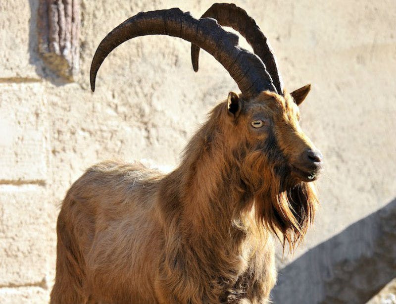 길고 구부러진 뿔을 가진 염소와 허름한 외투가 햇빛 아래 질감이 있는 벽에 서 있습니다.