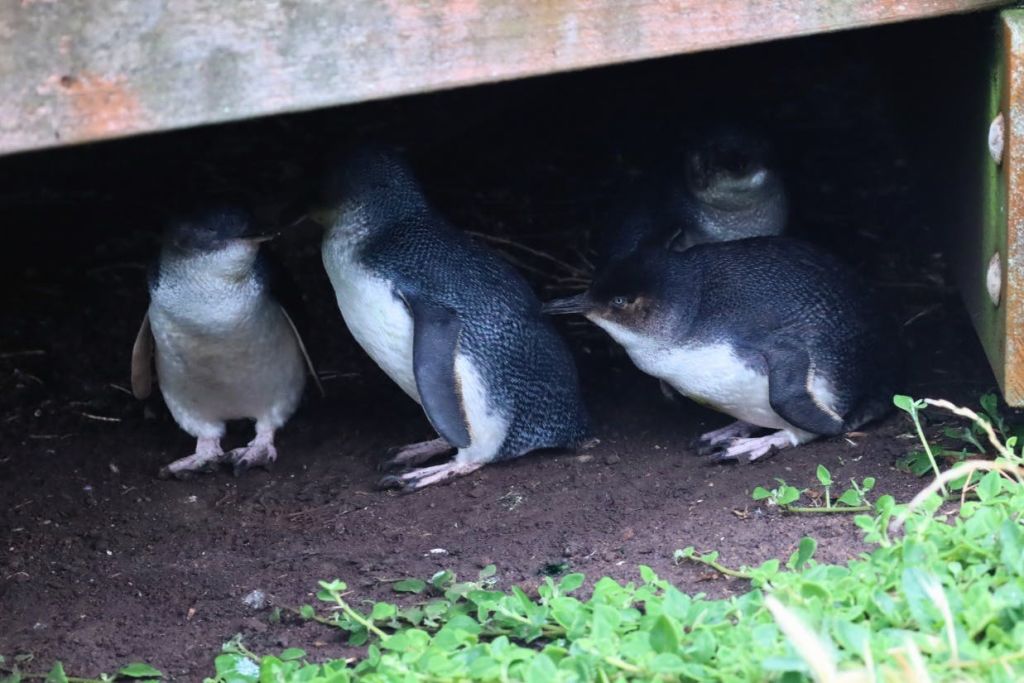 보드워크에서 펭귄 만나기