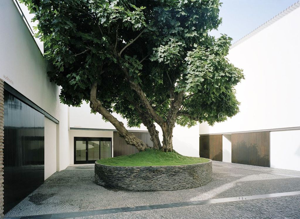 흰색 건물로 둘러싸인 원형 석재 화분에 심어진 중앙에 커다란 나무가 있는 마당.